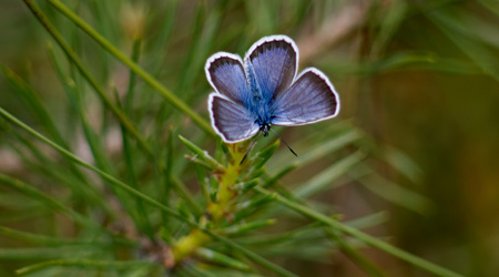 Argus-Bläuling (Plebejus argus)