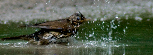 Singdrossel beim Baden