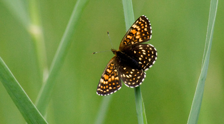 Baldrian-Scheckenfalter (Melitaea diamina)