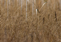 Bekassinenhabitat Streuwiese