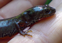 Bergmolch (Triturus alpestris)