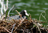 Blässhuhn am Nest