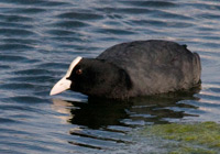 Blässhuhn duckt sich