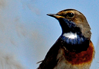 Blaukehlchen (Luscinia svecica)