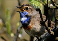 Blaukehlchen (Luscinia svecica)