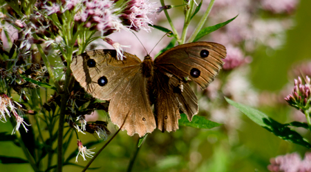 Blaukernauge (Minois dryas)