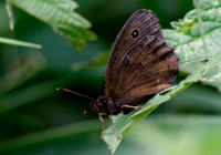 Blaukernauge (Minois dryas)