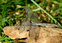 Blutrote Heidelibelle, Weibchen