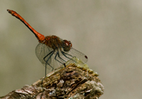 Blutrote Heidelibelle, Männchen