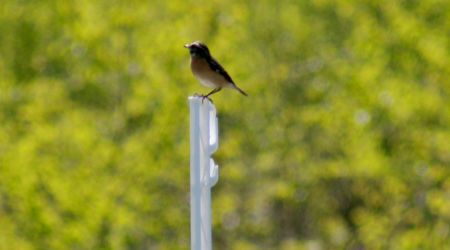 Braunkehlchen (Saxicola rubetra)