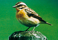 Braunkehlchen (Saxicola rubetra)