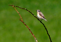 Braunkehlchen auf Wildrose