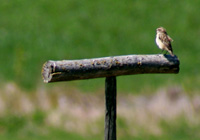 Braunkehlchen, weiblich