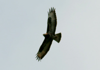 Bussard