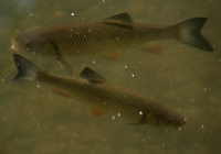 Döbel oder Aitel an der Wasseroberfläche