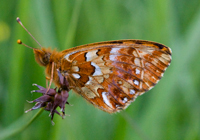 Hochmoor-Perlmuttfalter