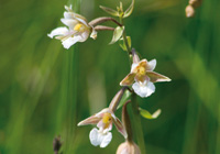 Sumpfstendelwurz (Epipactis palustris)