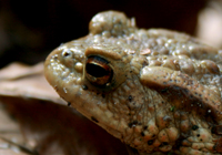 Erdkröte (Bufo bufo)