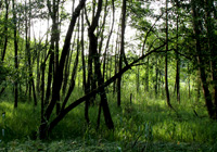 Erlenbruchwald am Schloßsee