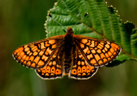 Goldener Scheckenfalter (Euphydrias aurinia)