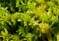 Torfmoos (Sphagnum)