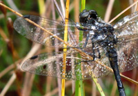 Schwarze Heidelibelle