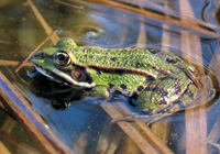 Teichfrosch © Kufner