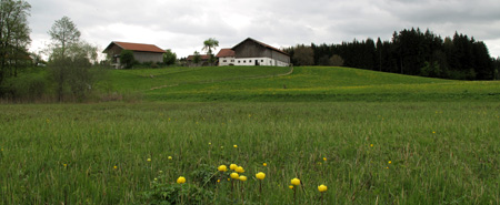 Blick in die Streuwiesen bei Pelham