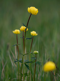 Blühende Trollblume