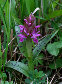 Geflecktes Knabenkraut