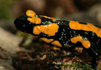 Feuersalamander (Salamandra salamandra)