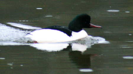 Gänsesäger (Mergus merganser)