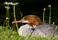 Gänsesägerweibchen