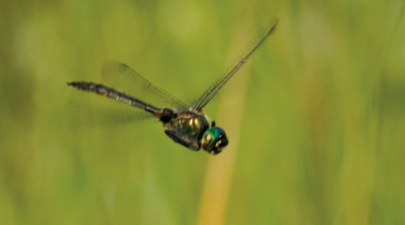 Gefleckte Smaragdlibelle (Somatochlora flavomaculata)