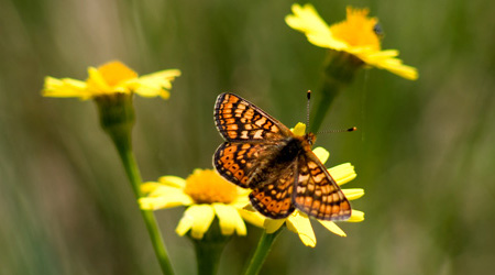 Goldener Scheckenfalter (Euphydrias aurinia)