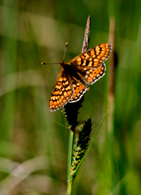 Goldener Scheckenfalter