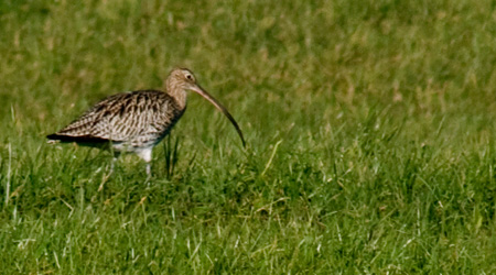 Großer Brachvogel (Numenius arquata)