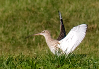 Großer Brachvogel beim Landemanöver