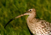 Großer Brachvogel im Portrait