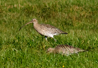 Große Brachvögel auf Nahrungssuche