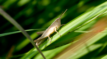 Große Goldschrecke