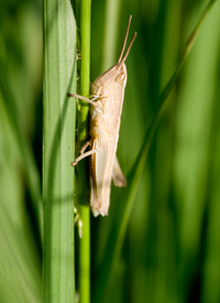 Große Goldschrecke