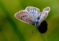 Großer Moorbläuling (Maculinea telejus)