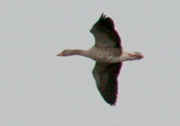 Graugänse im Flug