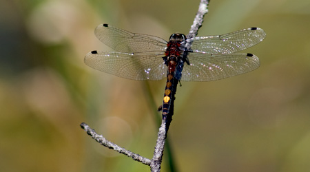 Große Moosjungfer (Leucorrhinia pectoralis)