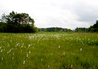 Habitat Argus-Bläuling