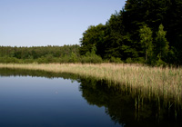 Habitat Blaukehlchen