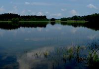 Habitat des Großen Blaupfeils