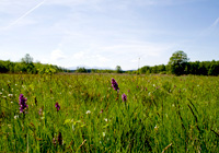 Habitat des Goldenen Scheckenfalters