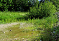 Habitat der Gelbbauchunke